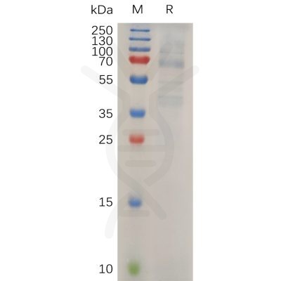 sp-pme100732 lipg sp1