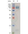 sp-pme100741 adgre2 sp1