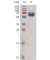 sp-pme100751 cd142 sp1