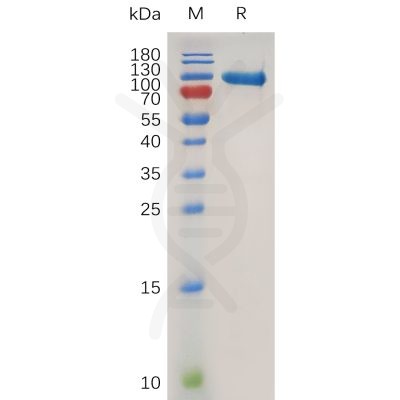 sp-pme100754 mmp9 sp1