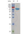 sp-pme100767 cd72 sp1