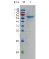sp-pme100772 s protein rbd sp1