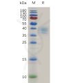 sp-pme100776 cd52 sp1