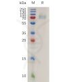 sp-pme100781 cd19 sp1