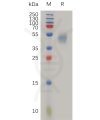 sp-pme100791 plaur sp1