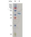 sp-pme100798 slpi sp1