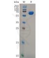 sp-pme100803 gpa33 sp1
