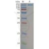 sp-pme100813 cd21 sp1