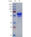 sp-pme100819 cd8a sp1