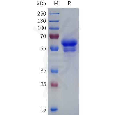 sp-pme100819 cd8a sp1