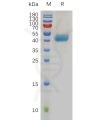 sp-pme100820 cxcr1 sp1