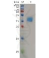 sp-pme100824 ccr4 sp1
