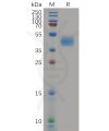 sp-pme100825 ccr7 sp1