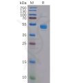 sp-pme100832 clec2d sp1