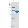 sp-pme100838 il1b sp1