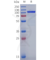 sp-pme100847 lgals3bp sp1