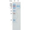 sp-pme100859 cd1a sp1