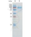 sp-pme100859 cd1a sp1
