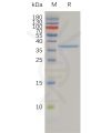 sp-pme100862 cldn3 sp1