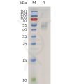 sp-pme100872 il13 sp1