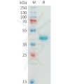 sp-pme100874 nectin 4 sp1 1