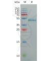 sp-pme100884 il17a sp1
