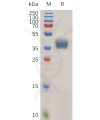 sp-pme100921 ccr1 sp1