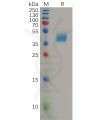 sp-pme100922 ccr2 sp1