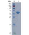 sp-pme100934 cxcl1 sp1