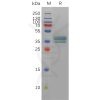 sp-pme100999 ptger2 sp1