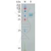 sp-pme101000 ptger4 sp1