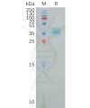 sp-pme101000 ptger4 sp1