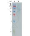 sp-pme101001 rhoc sp1