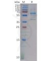 sp-pme101042 dkk2 sp1