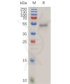 sp-pme101045 faslg sp1