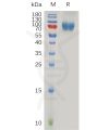 sp-pme101068 il2rg sp1