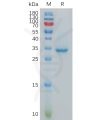 sp-pme101078 ct83 sp1
