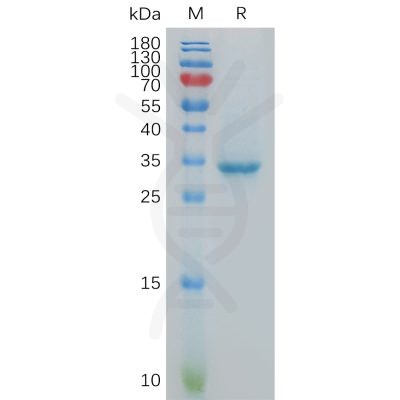sp-pme101078 ct83 sp1