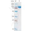 sp-pme101079 il18ra sp1