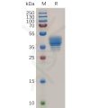 sp-pme101080 ccr3 sp1