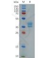 sp-pme101103 ccr8 sp1