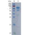 sp-pme101116 scg3 sp1