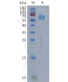 sp-pme101117 amigo2 sp1