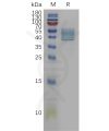 sp-pme101128 il13 sp1