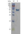 sp-pme101129 cd59 sp1