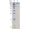 sp-pme101130 ptprg sp1
