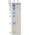 sp-pme101130 ptprg sp1