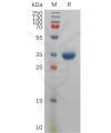 sp-pme101136 pyy sp1