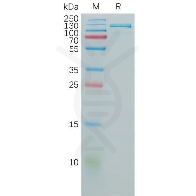 sp-pme101144 cd106 sp1