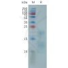 sp-pme101151 a29l sp1